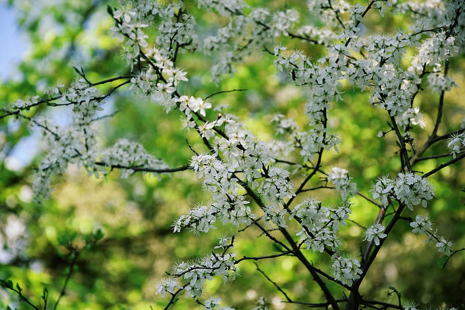 flowers, nature, spring, tree, foliage, green, plant, beauty in nature HD wallpaper