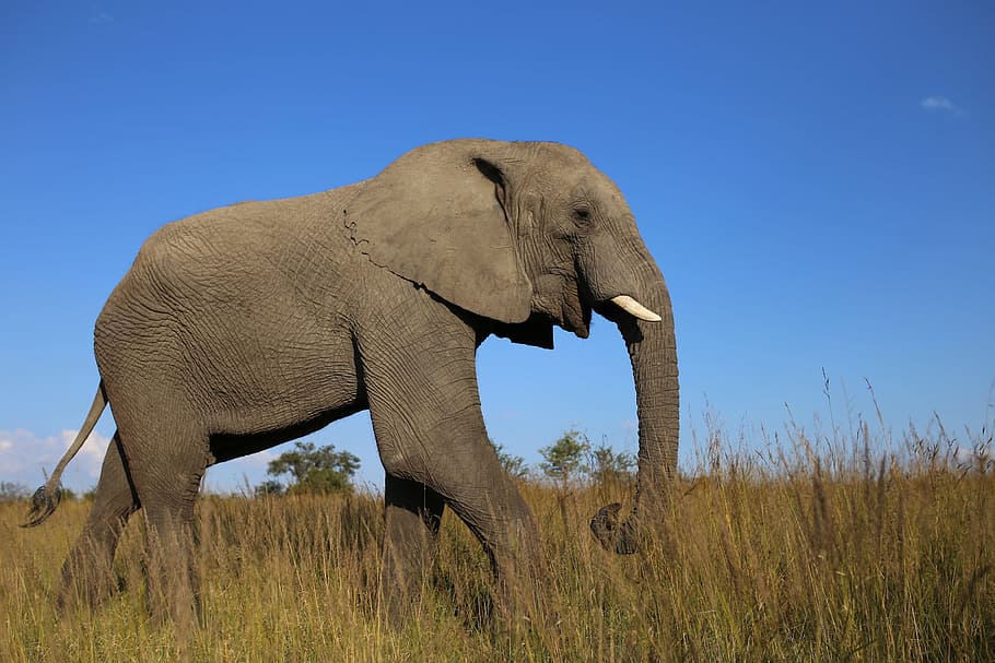 wildlife photography of gray elephant, elephant walking on grass field HD wallpaper