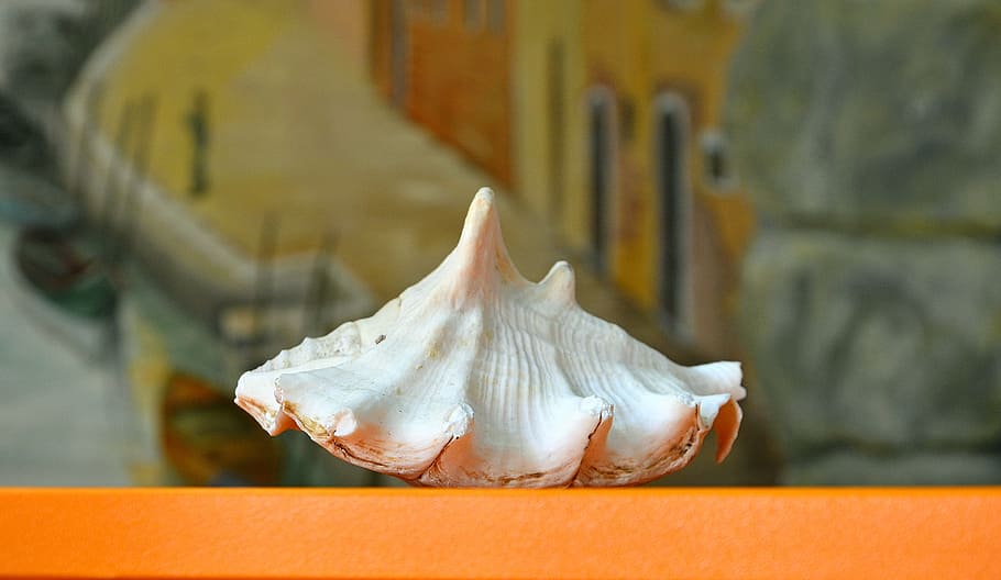 shell, background, scene, closeup, focus on foreground, close-up HD wallpaper