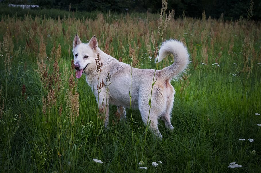 dog, white, meadow, pets, domestic, canine, one animal, domestic animals HD wallpaper