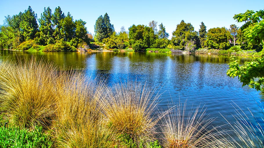 lake, arboretum, davis, plant, tree, water, beauty in nature HD wallpaper