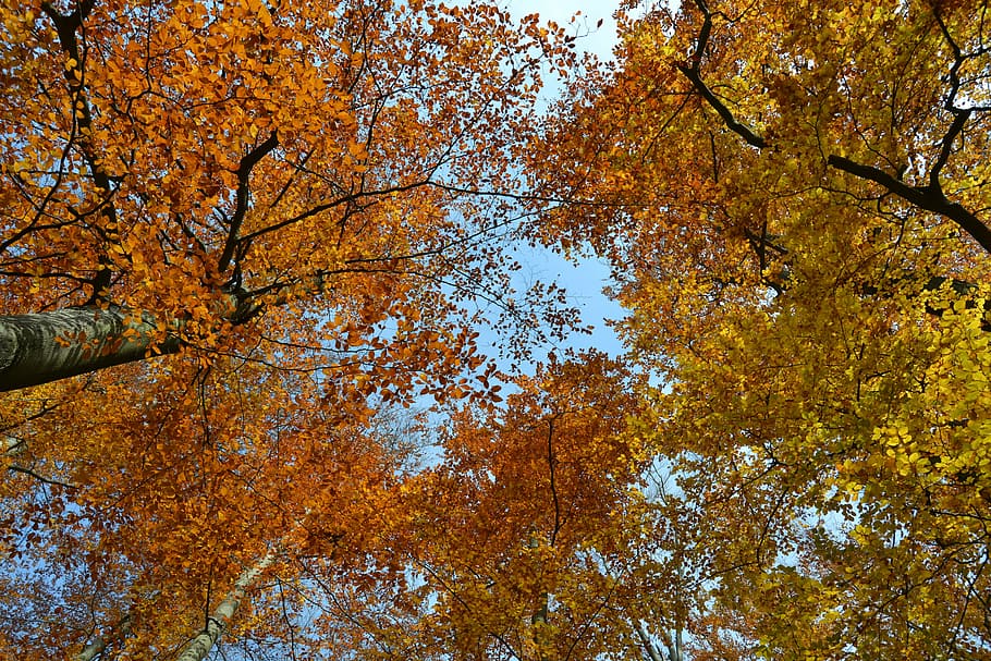 trees, fall, leaves, sky, autumn, october, plant, change, low angle view HD wallpaper
