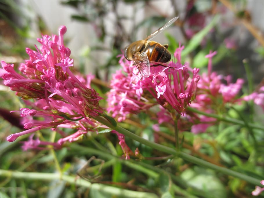 Bee, Insect, Flower, Nature, Spring, garden, pollen, macro HD wallpaper