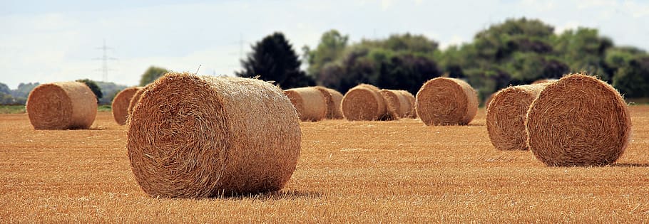 hay lot during daytime, straw role, harvest, agriculture, round bales