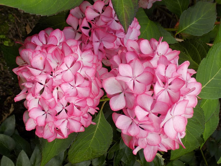 Hydrangea, Flower, Plant, Pink, Blossom, bloom, pink color HD wallpaper