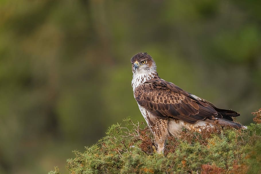 Altanaría, black, brown, and white eagle standing on green grass HD wallpaper