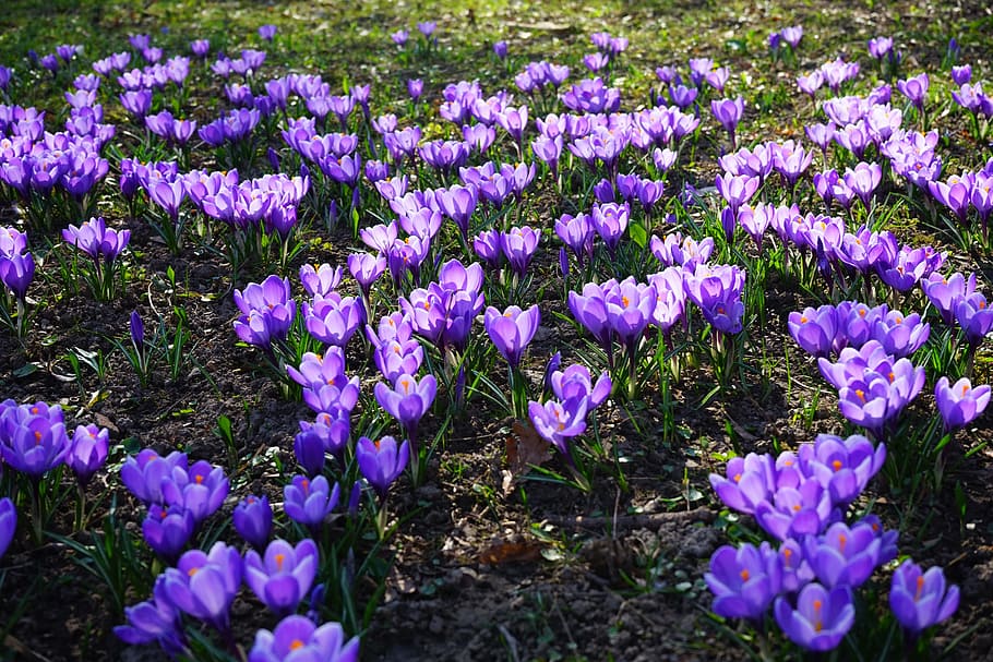 Crocus, Flowers, Plant, Spring, frühlingsblüher, violet, purple HD wallpaper