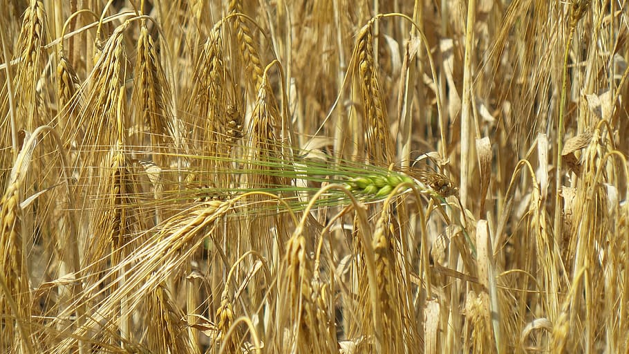 grain, ear, cereals, field, nature, harvest, wheat spike, agriculture HD wallpaper
