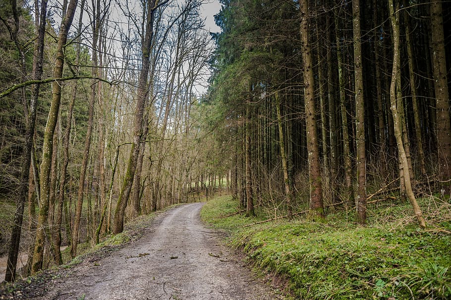 wood, nature, tree, landscape, road, leaf, path, park, season HD wallpaper