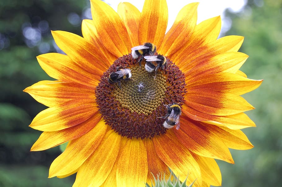 Bees, Sun Flower, Summer, sunflower, nature, yellow, plant HD wallpaper