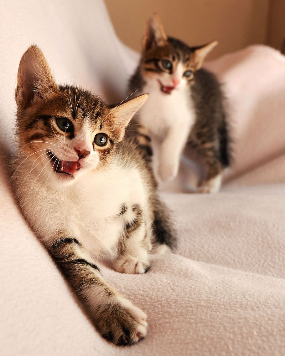 kitten on couch, cats, glad, two, domestic cat, pets, animal themes HD wallpaper