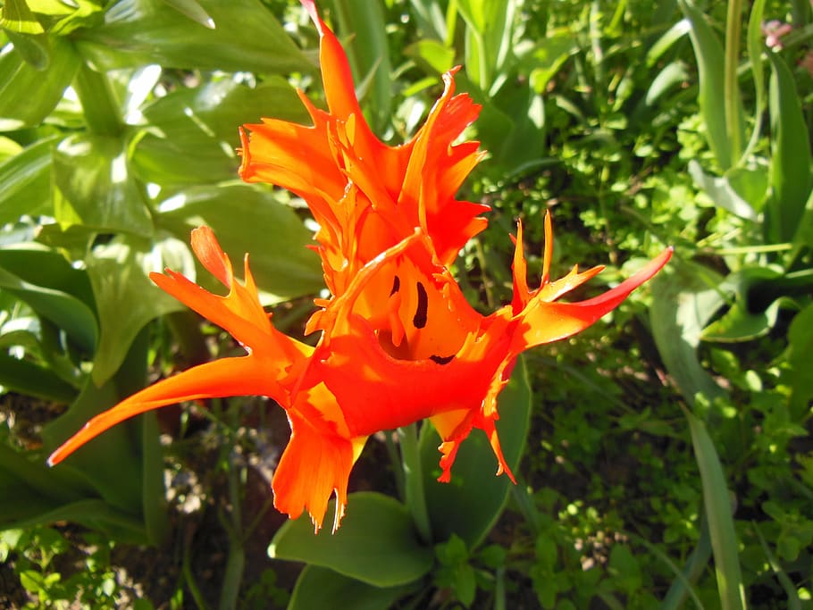 flower, red, orange, lobed, special, close-up, bright colors HD wallpaper
