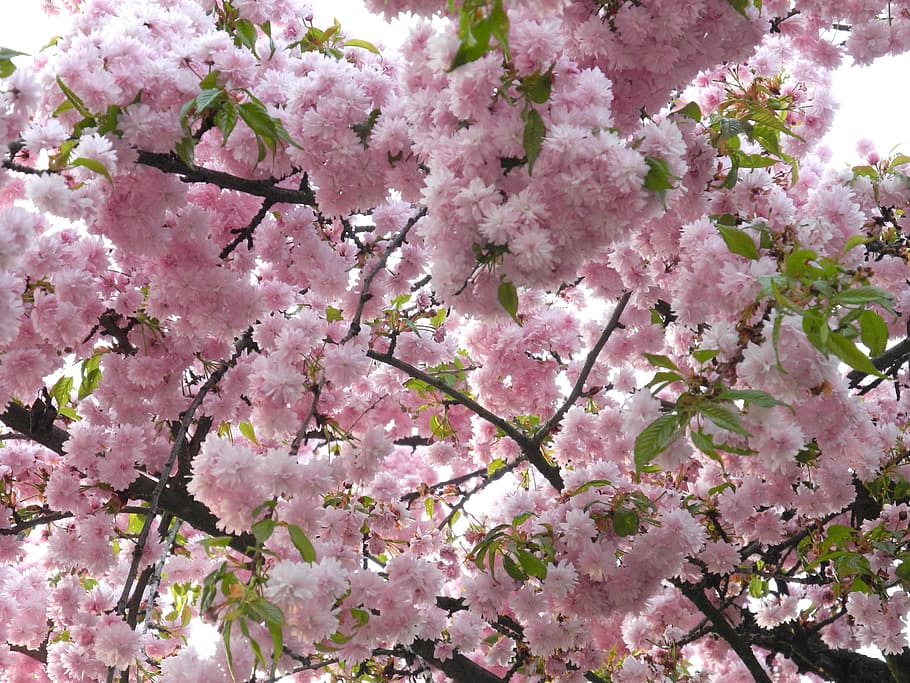 pink flowers, Sakura, Spring, april, branch, nature, tree, pink Color HD wallpaper