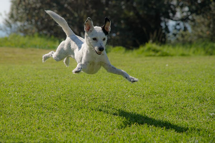 dog jumping on lawn during daytime, short-coated white dog jumping on grass field during daytime HD wallpaper