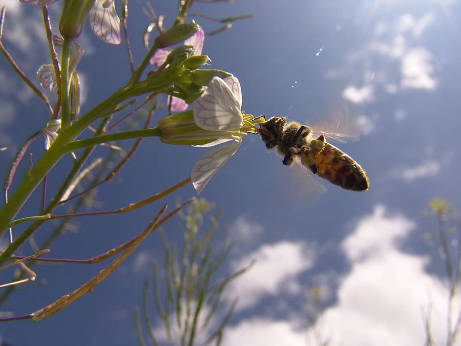 bee, spring, flowers, plant, beauty in nature, growth, flowering plant HD wallpaper