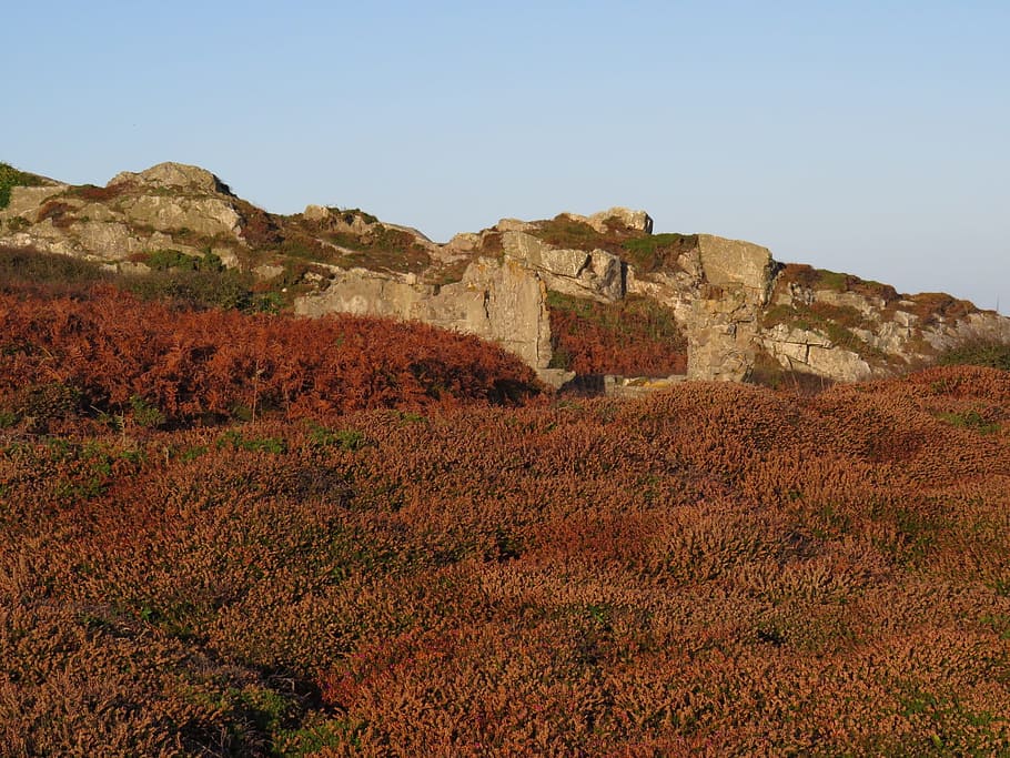 fall, ferns, vegetation, sky, nature, no people, the past, history HD wallpaper