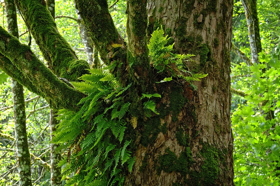 ivy, forest, tree, growth, symbiosis, nature, old tree, log HD wallpaper