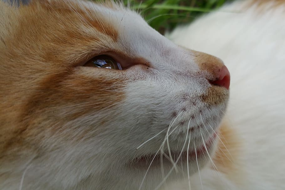cat, whiskers, eye, one animal, animal themes, mammal, pets HD wallpaper