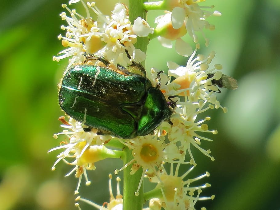 Rose, Beetle, Insect, rose beetle, green, iridescent, one animal HD wallpaper