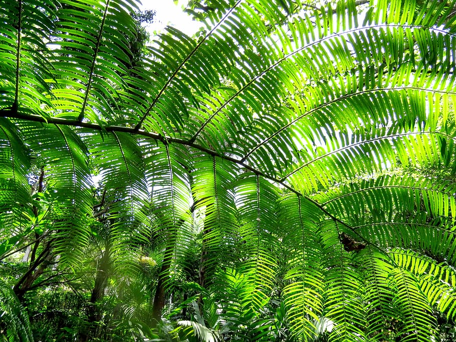 fern, leaves, texture, green, green background, natural, plants HD wallpaper