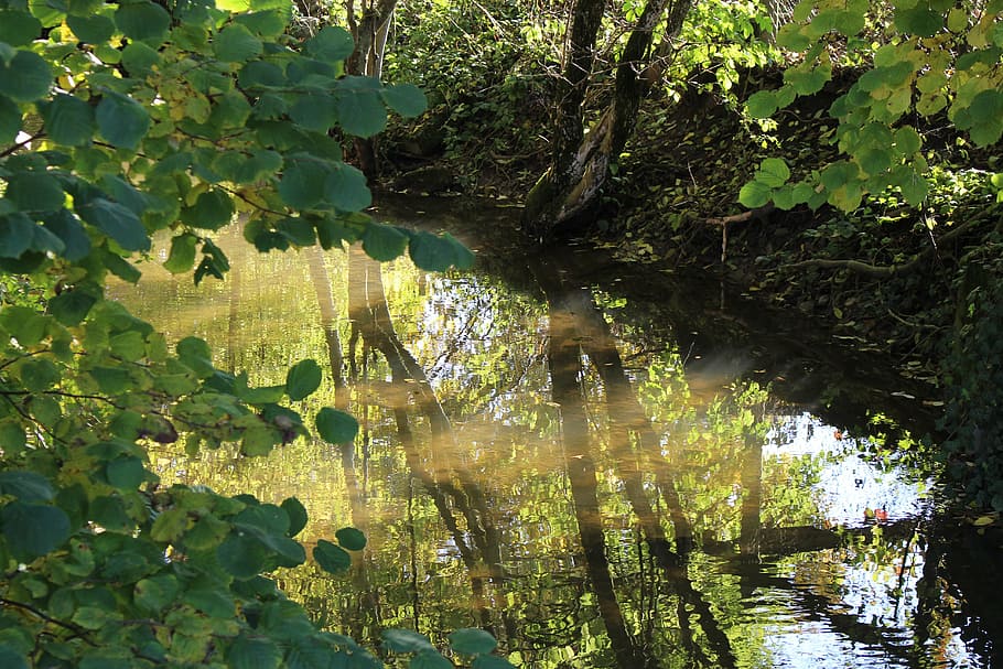 bach, mirroring, reflection, forest, water surface, plant, tree HD wallpaper