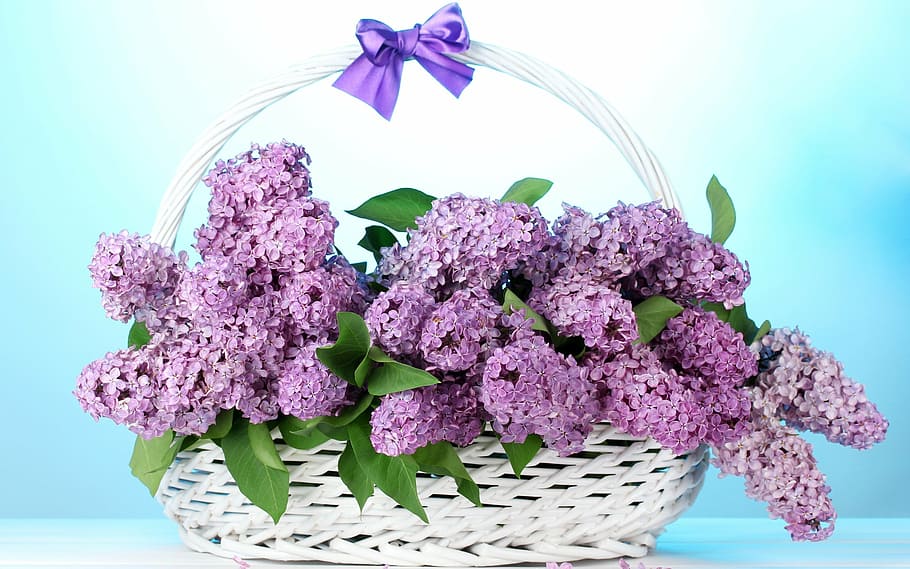 lavender flower basket, lilac, bow, purple, flowering plant HD wallpaper