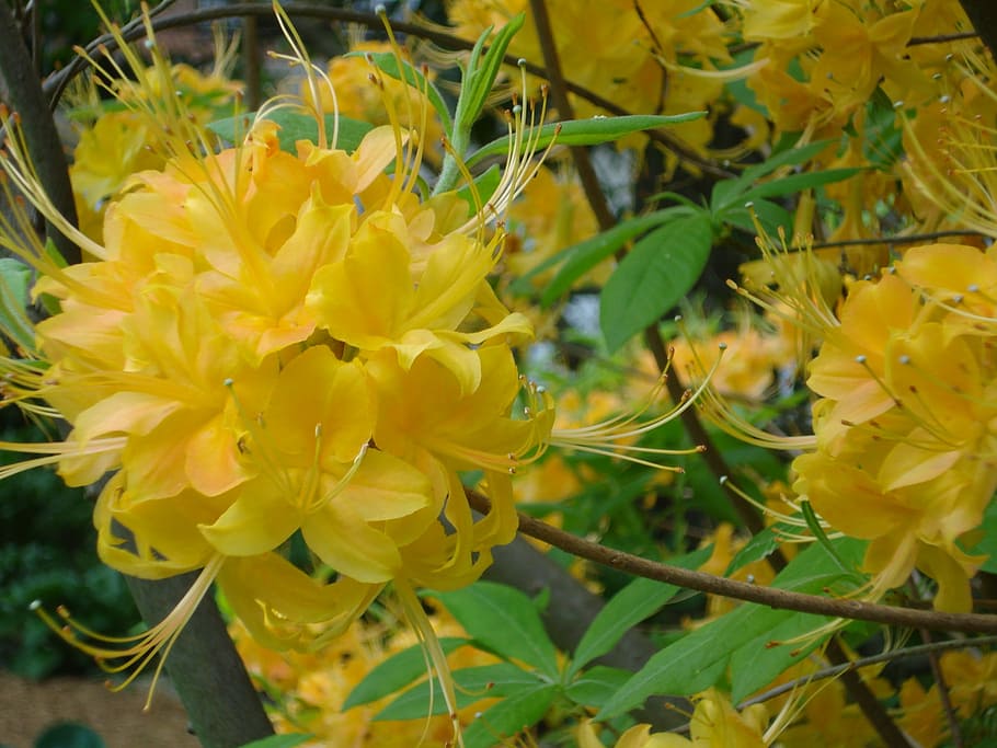 flowers, spring, yellow, spring flower, spring flowers, floral HD wallpaper