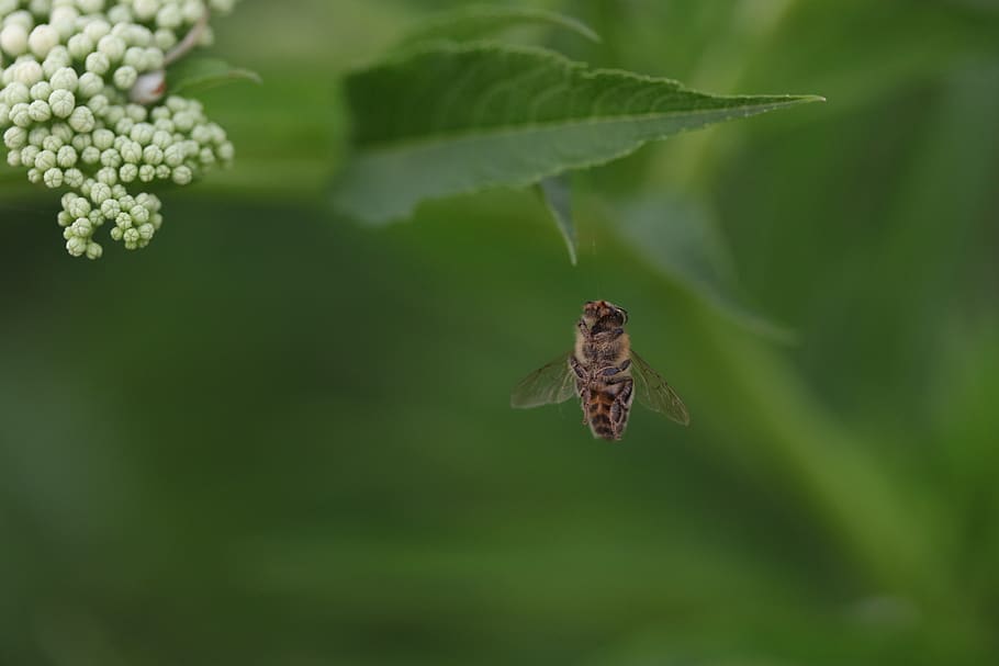 bee, wings, insecta, flight, nature, animal themes, animals in the wild HD wallpaper