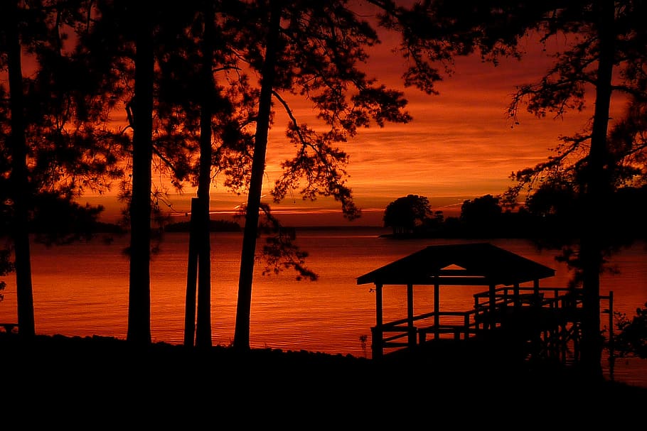 silhouette of trees near body of water, silhouette of trees during sunset HD wallpaper