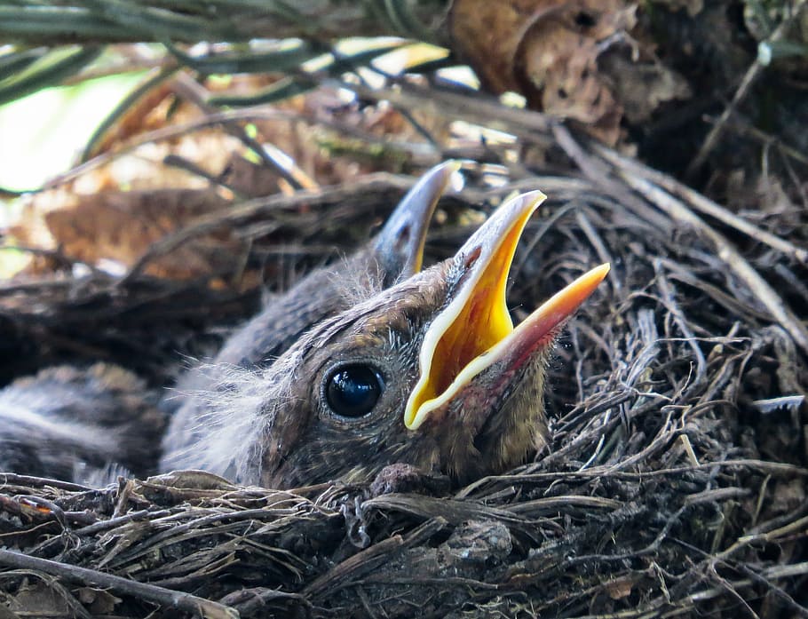 two black chicks in gray bird's nest, blackbird, blackbird nest, HD wallpaper
