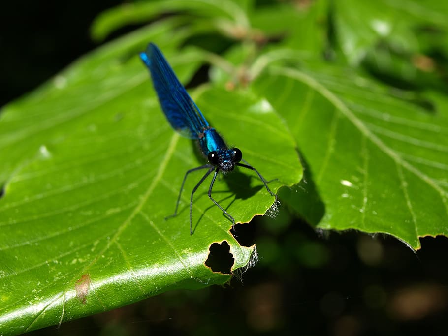 Dragonfly, Blue-Winged Demoiselle, small dragonfly, animal, flight insect