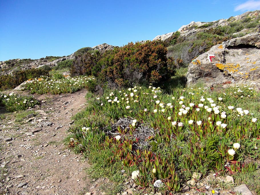 seaside, path, hiking, landscape, nature, rock, flowers, track HD wallpaper
