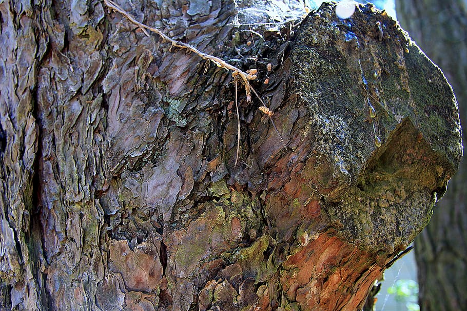 trunk, tree, nature, tree trunk, textured, plant, rough, close-up HD wallpaper