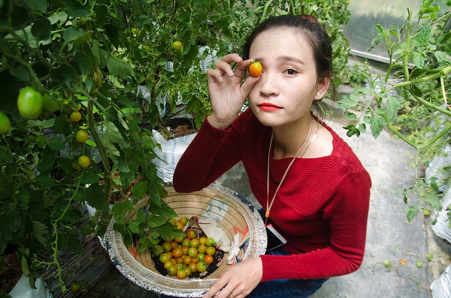 agriculture, tomatoes, labor, work, girl, results, agricultural products HD wallpaper