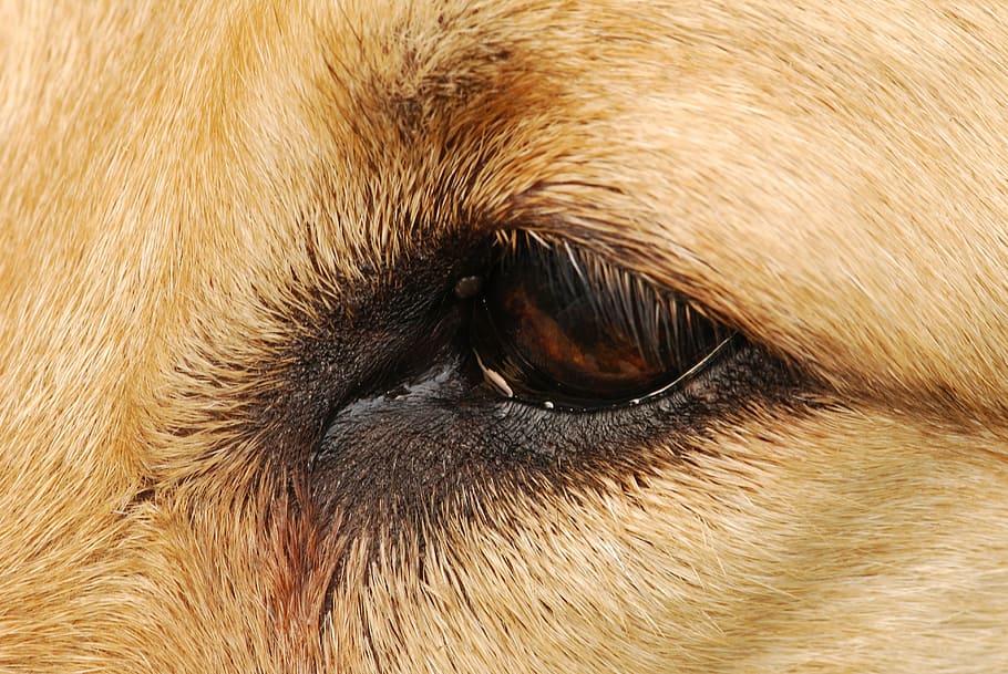 eye, dog, face, close, brown, portrait, pets, animal, purebred Dog HD wallpaper