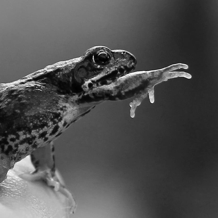 Frog, Nature, Paw, one animal, animal themes, animal body part HD wallpaper