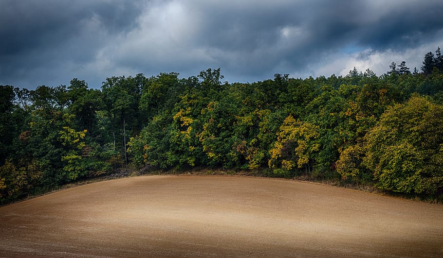 Forest, Heaven, Field, Hdr, nature, tree, road, landscape, rural Scene HD wallpaper