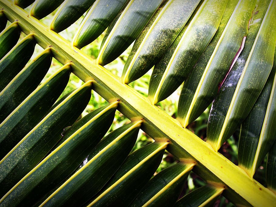 coconut, leaf, palm, closeup, isolated, tree, cycas, arch, palmetto HD wallpaper