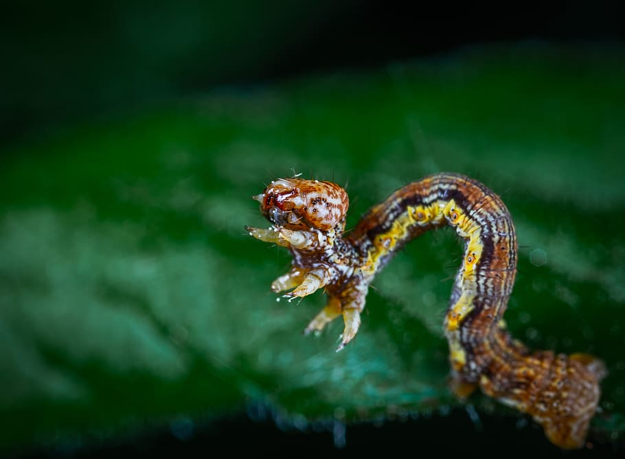 moth, caterpillar, macro, animal themes, animal wildlife, one animal HD wallpaper