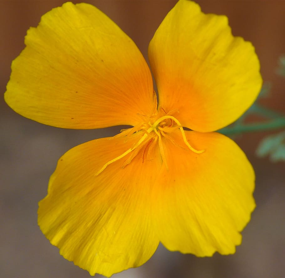 macro, flower, close up, yellow, flowering plant, freshness HD wallpaper