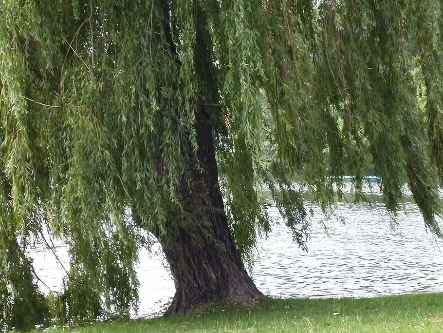 Lake, Tree, Nature, Landscape, grass, tree trunk, outdoors HD wallpaper