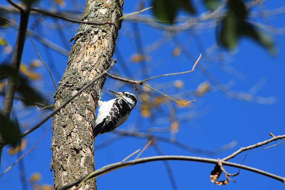 bird, pic-bois, tree, forest, blue, branch, plant, low angle view HD wallpaper