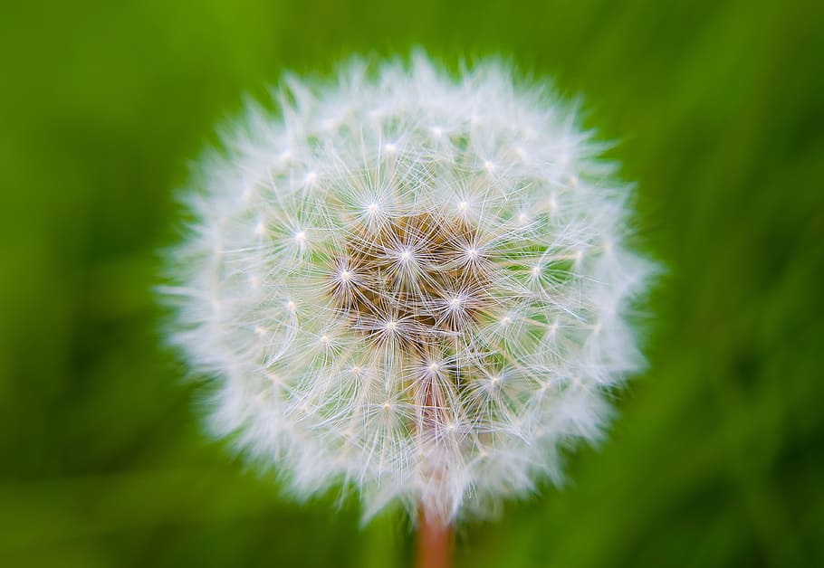 white dandelion flower in focus photography, dandelions, light effect HD wallpaper