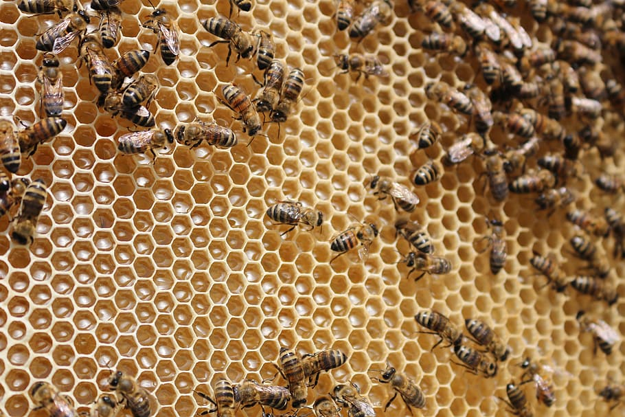 Beehive, Bees, Insects, Collects, Nectar, collects nectar, honeycomb, HD wallpaper