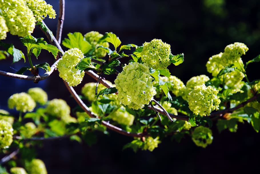 branch, leaves, nature, leaf, tree, natural, foliage, floral HD wallpaper