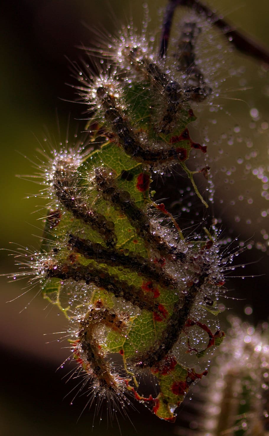 caterpillars, leaf, colony, insects, drops, close-up, animals in the wild HD wallpaper