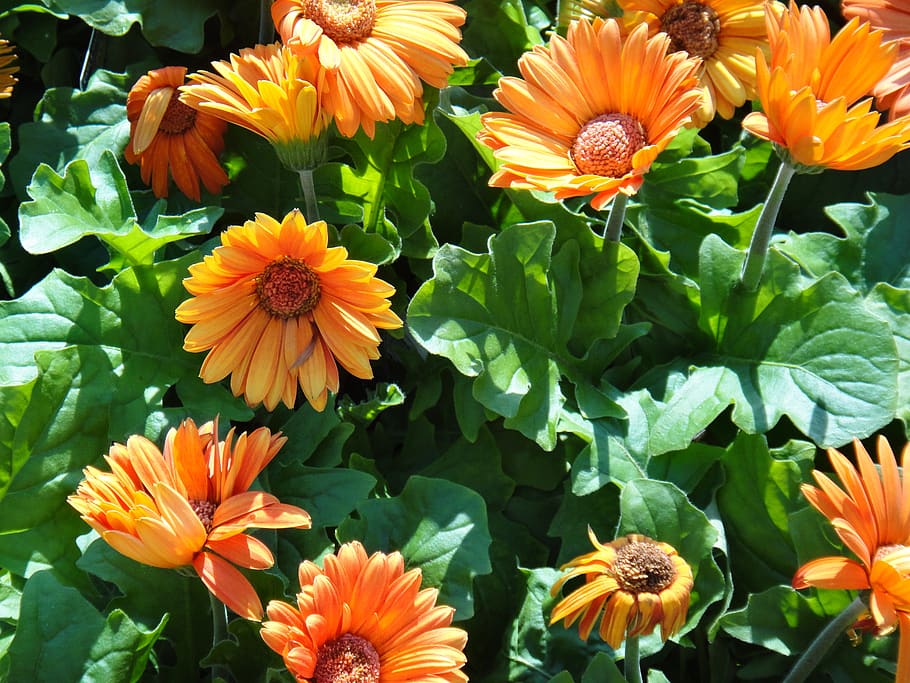 orange, calendula, flower, flowering plant, vulnerability, fragility HD wallpaper