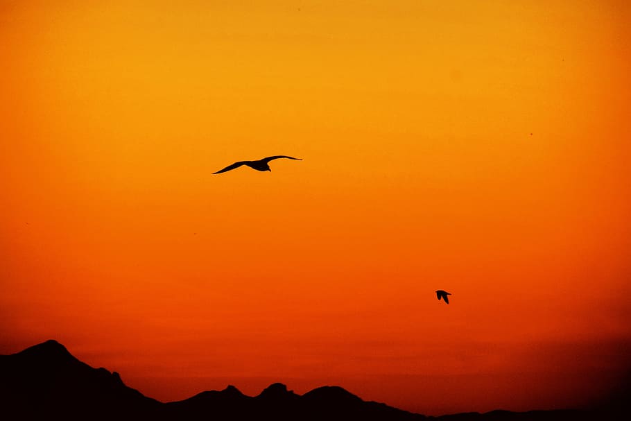 Love, silhouette of bird flying in the sky, sunset, red sky, orange sky HD wallpaper