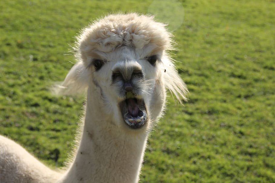 close-up photo of llama alpaca, Marvel, Animal, one animal HD wallpaper