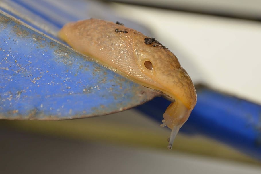 Snail, Spade, Shell, snail without shell, animal, wildlife HD wallpaper
